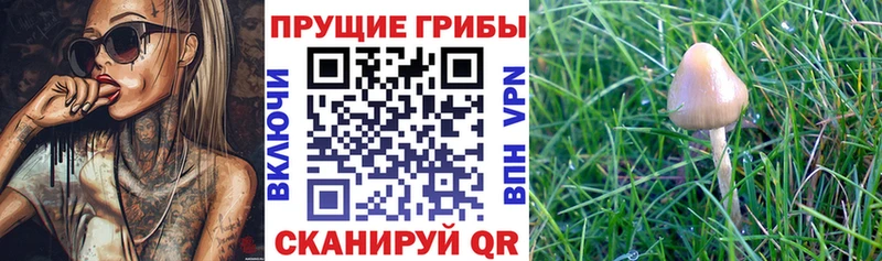 Псилоцибиновые грибы Magic Shrooms  продажа наркотиков  Мензелинск 